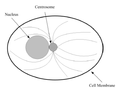 Microtubule Network Microtubule Network