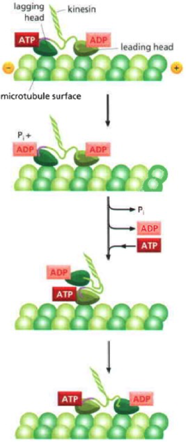 Kinesin Movement over Microtubule Kinesin Movement over Microtubule