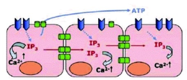 Intracellular Calcium Wave Propagation Methods Intracellular Calcium Wave Propagation Methods