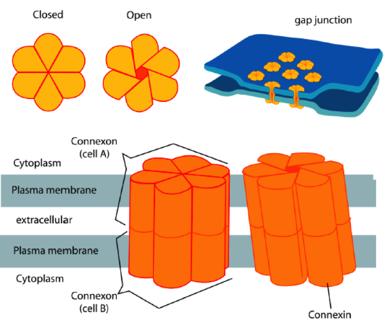 Gap junctions and their building blocks Gap junctions and their building blocks